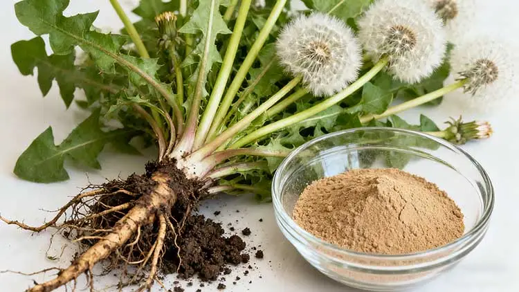Dandelion-Root-Extract.jpg