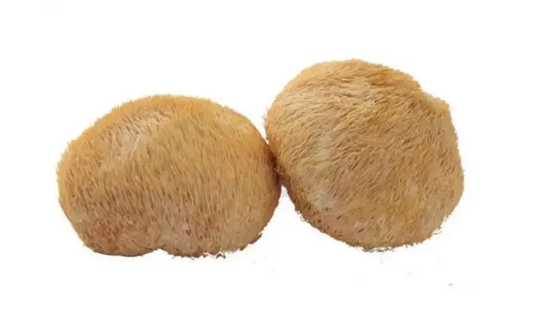 Hericium Erinaceus Hericium Erinaceus
