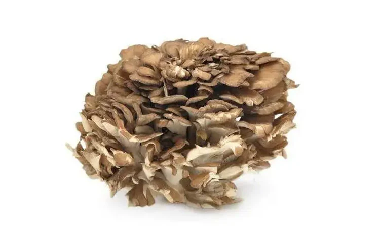 Maitake-Mushroom Maitake-Mushroom