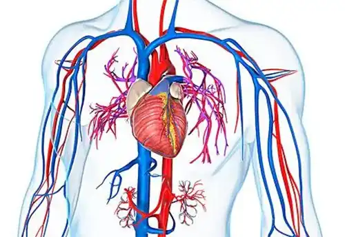 cardiovascular cardiovascular
