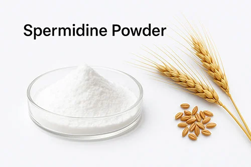 Spermidine Spermidine
