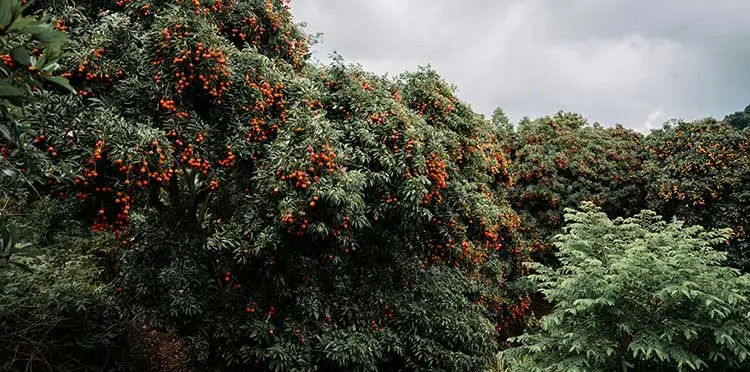 Hippophae-Ramnoides Hippophae-Ramnoides