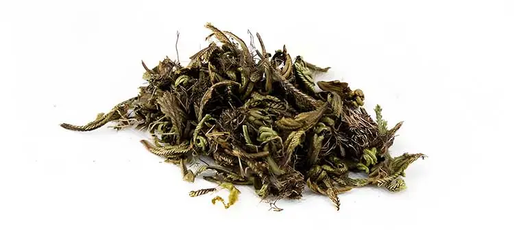 Selaginella-Tamariscina Selaginella-Tamariscina