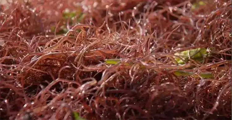 Red-Algae