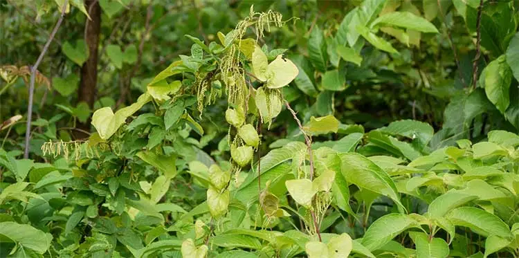 Dioscorea-Villosa Dioscorea-Villosa