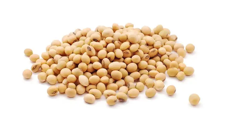 soybean