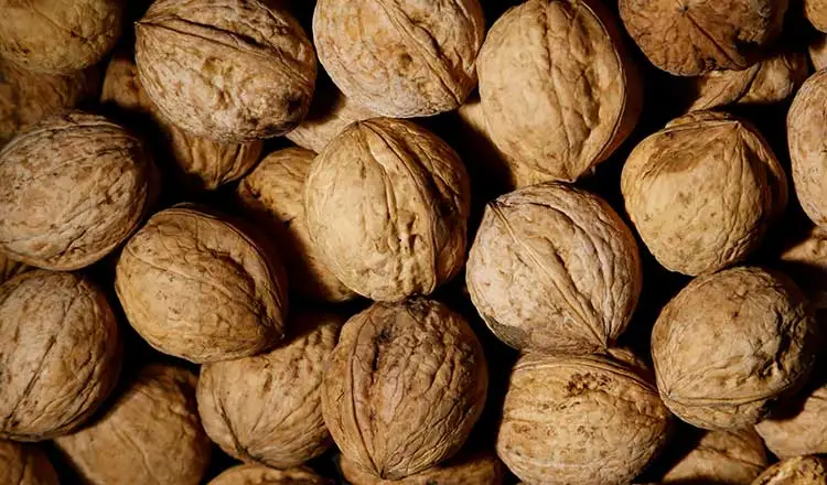 Juglans-Regia Juglans-Regia