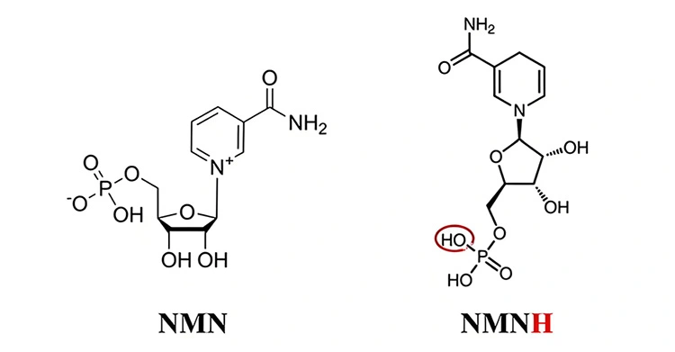 NMNH
