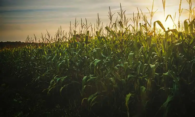 corn